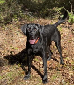 black labrador dog Bigelow
